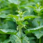 Stinging-nettle