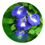Untitled design (15)
